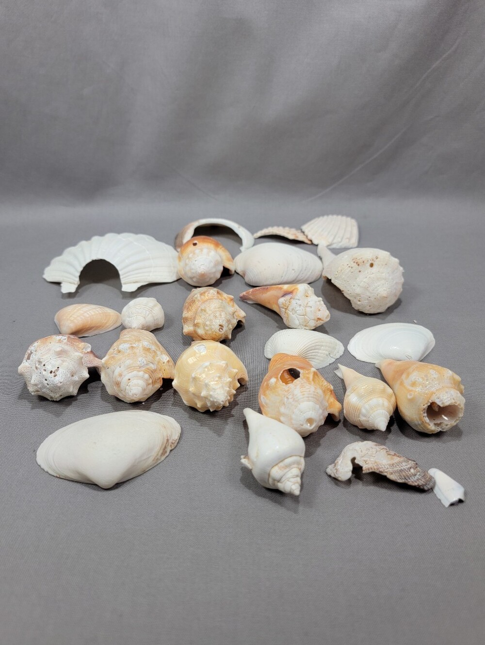 Seashell Shell Lot Tumbled Broken Ocean Sea Beach Nautical Crafts Decor